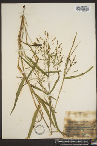 Kellochloa verrucosa image