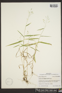 Kellochloa verrucosa image