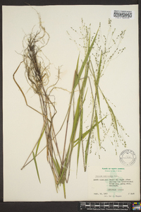 Kellochloa verrucosa image