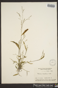 Kellochloa verrucosa image