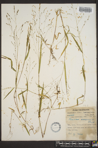 Kellochloa verrucosa image