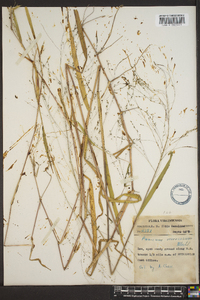 Kellochloa verrucosa image