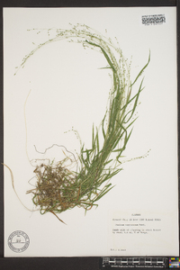 Kellochloa verrucosa image