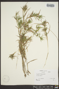 Panicum pseudopubescens image