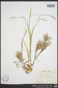 Panicum pseudopubescens image