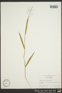 Panicum pseudopubescens image