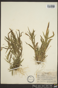 Panicum villosissimum image