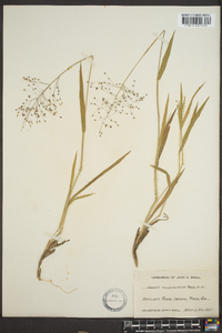 Panicum villosissimum image