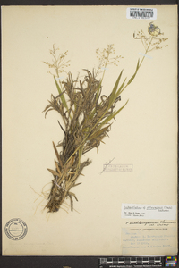 Panicum villosissimum image