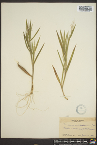 Panicum villosissimum image