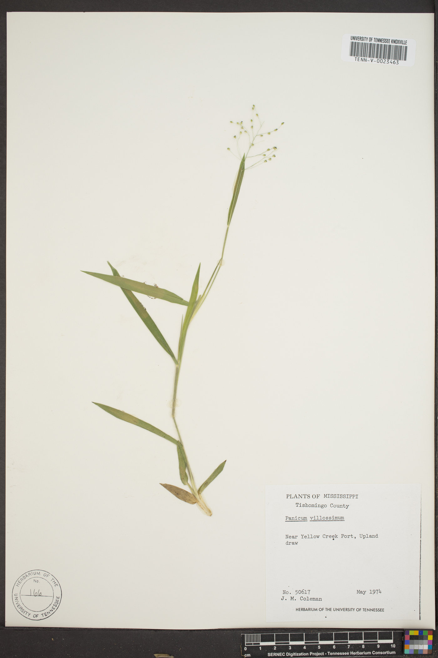 Panicum villosissimum image