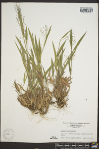 Panicum villosissimum image