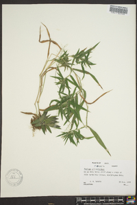 Panicum villosissimum image