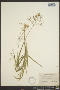 Panicum villosissimum image