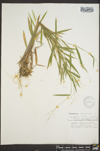 Panicum villosissimum image