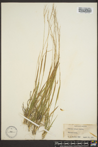 Panicum webberianum image