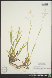 Panicum xalapense image