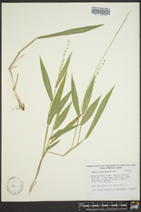 Panicum xanthophysum image