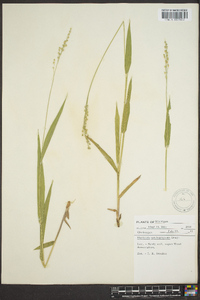 Panicum xalapense image