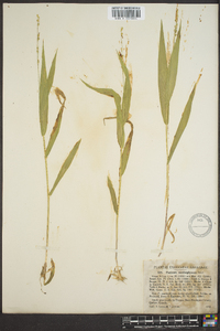 Panicum xalapense image