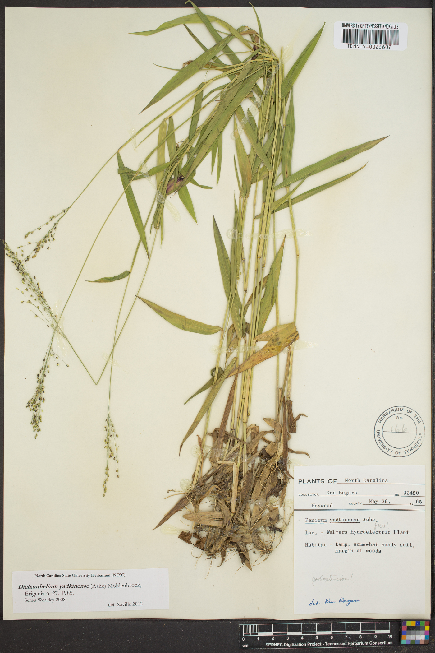 Panicum yadkinense image