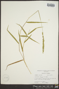 Sacciolepis striata image
