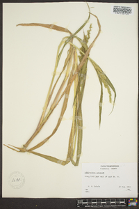 Echinochloa colona image