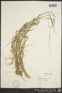 Echinochloa colona image