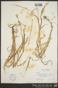 Echinochloa colona image