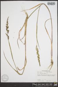 Echinochloa colona image