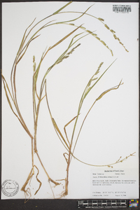 Echinochloa colona image