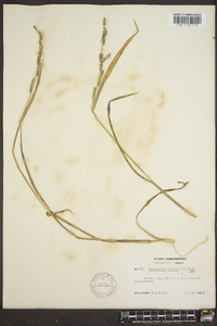 Echinochloa colona image