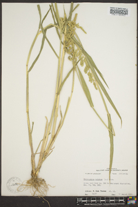 Echinochloa colona image