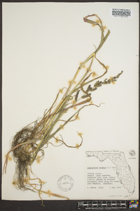 Echinochloa colona image