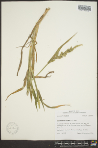 Echinochloa colona image