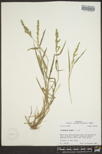 Echinochloa colona image