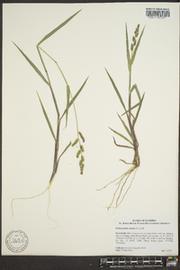 Echinochloa colona image