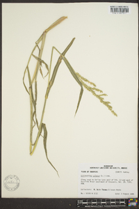 Echinochloa colona image