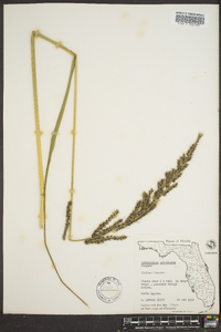 Echinochloa paludigena image