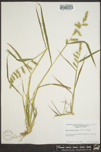 Echinochloa muricata var. muricata image