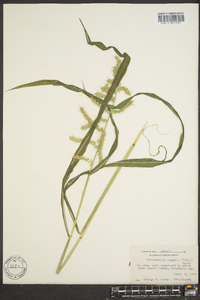 Echinochloa muricata var. muricata image