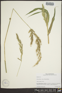 Echinochloa walteri image