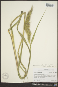 Echinochloa walteri image