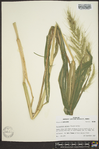 Echinochloa walteri image