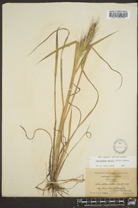 Echinochloa walteri image