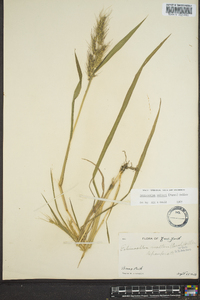 Echinochloa walteri image