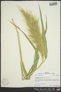 Echinochloa walteri image