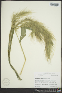 Echinochloa walteri image