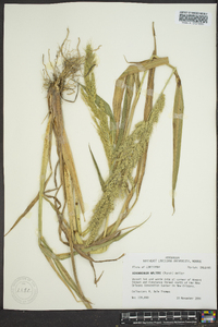 Echinochloa walteri image