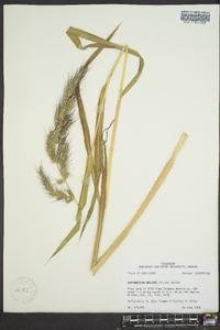 Echinochloa walteri image